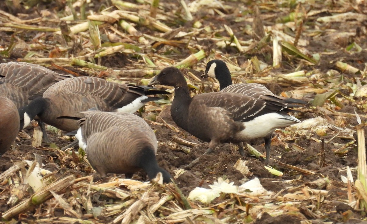 berneška tmavá (ssp. nigricans) - ML642776357