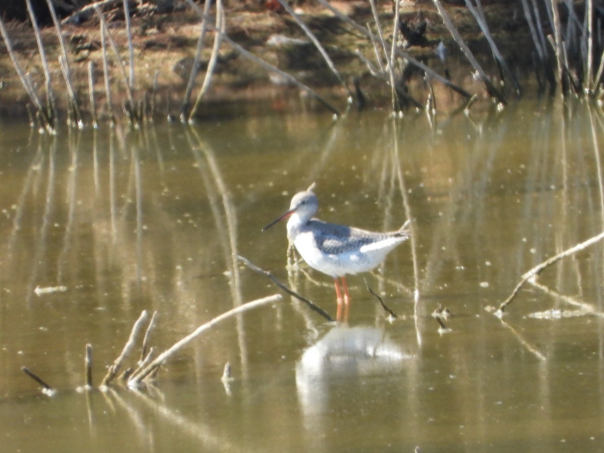 Spotted Redshank - ML642776359