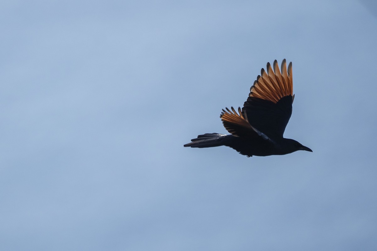 Red-winged Starling - ML642776363