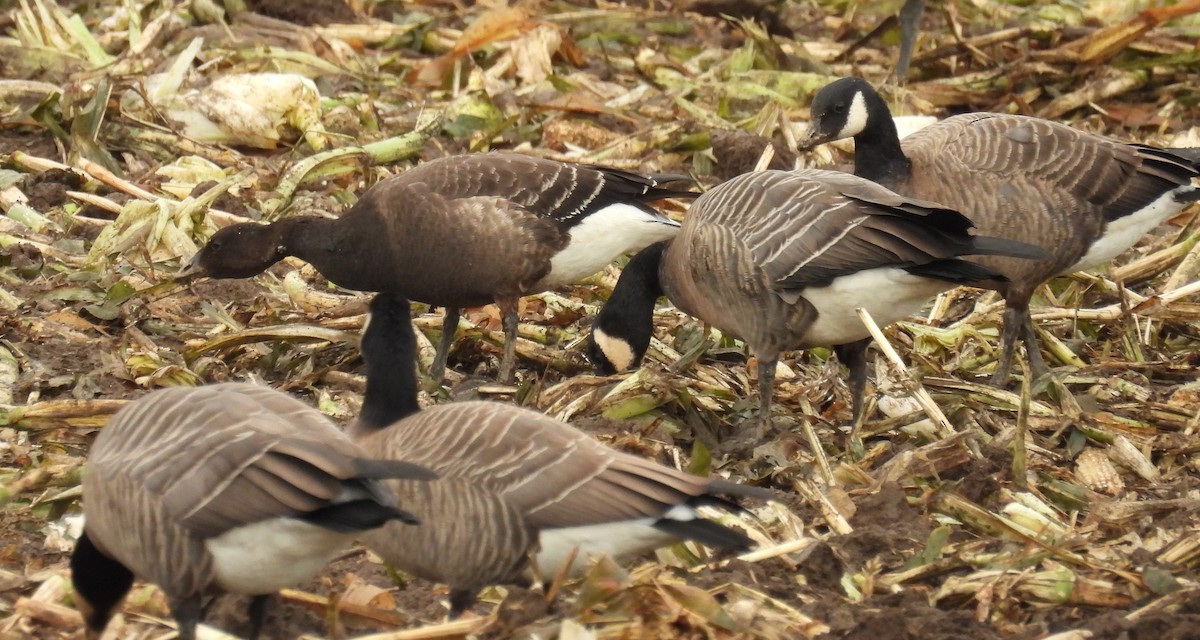 berneška tmavá (ssp. nigricans) - ML642776367