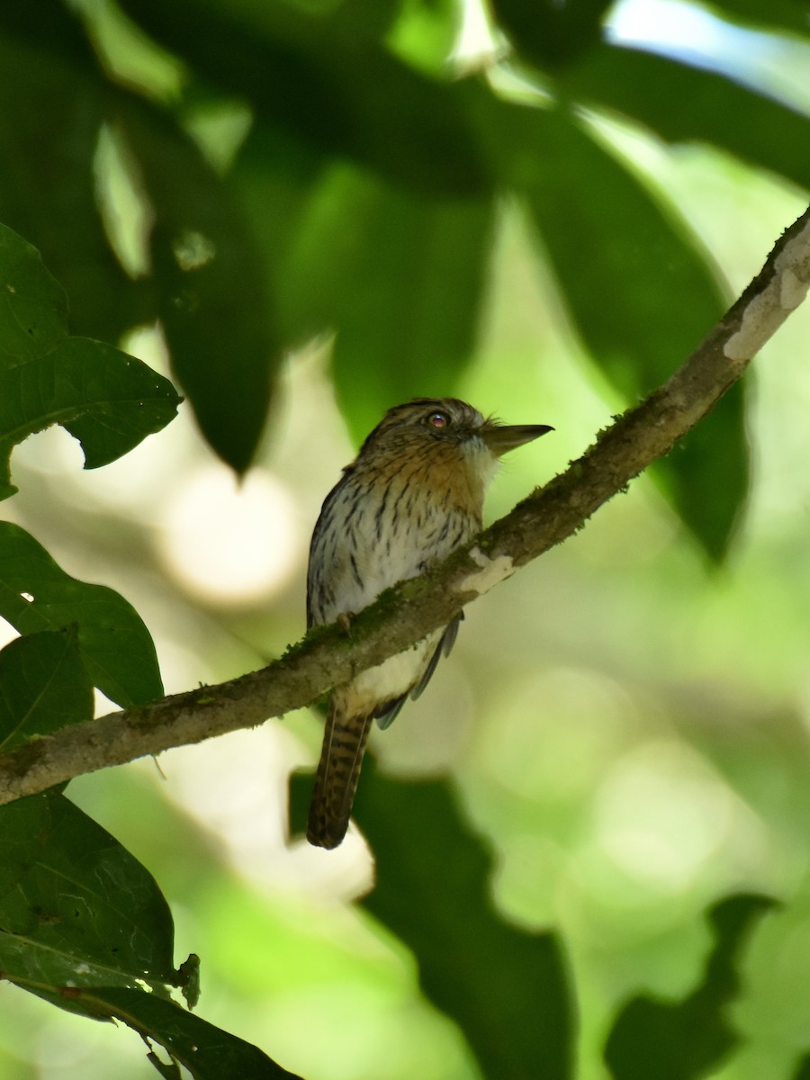 Western Striolated-Puffbird - ML642776387