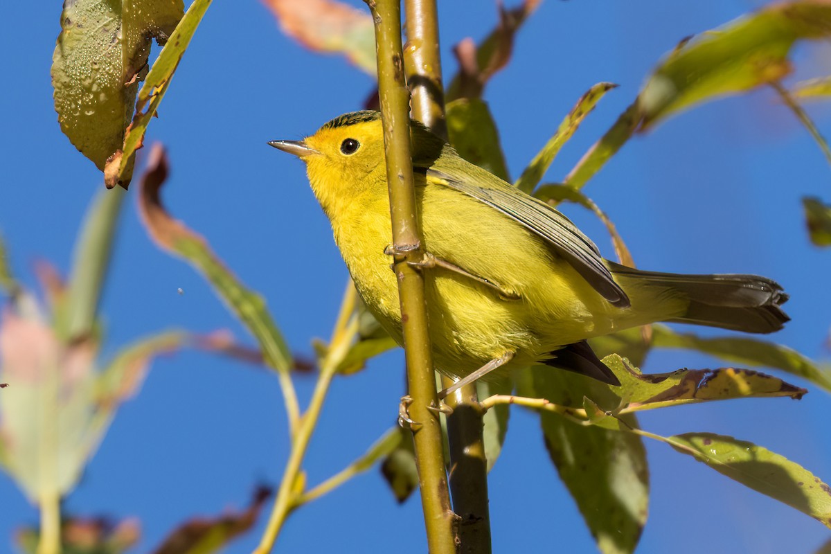 Wilson's Warbler - ML642776390