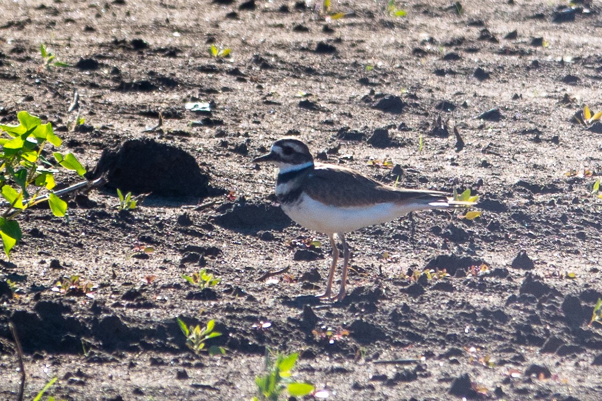 Killdeer - ML642776406