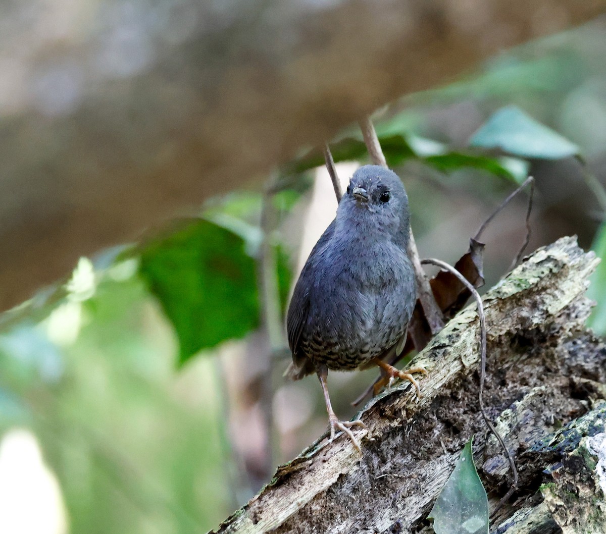 Planalto Tapaculo - ML642776408