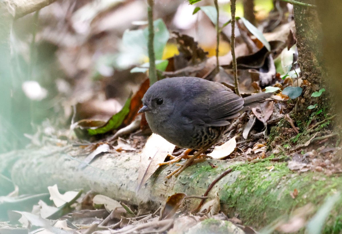 Planalto Tapaculo - ML642776409
