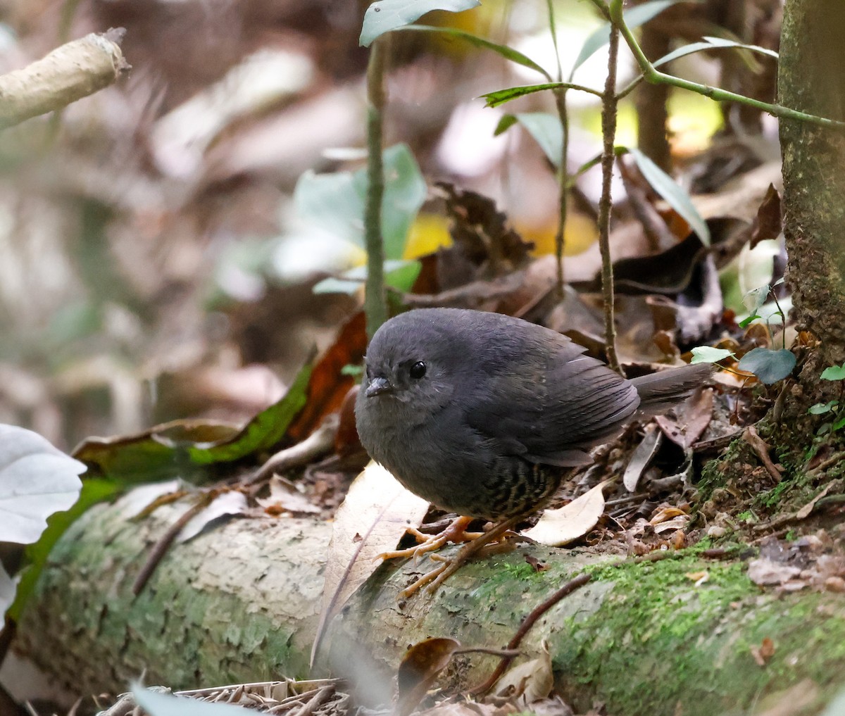 Planalto Tapaculo - ML642776410