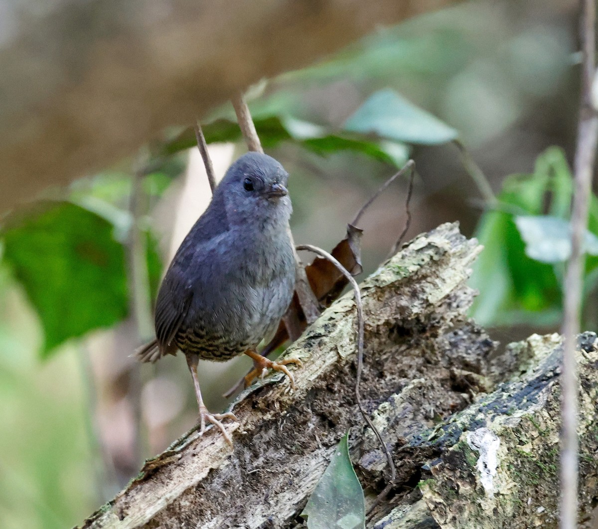 Planalto Tapaculo - ML642776411