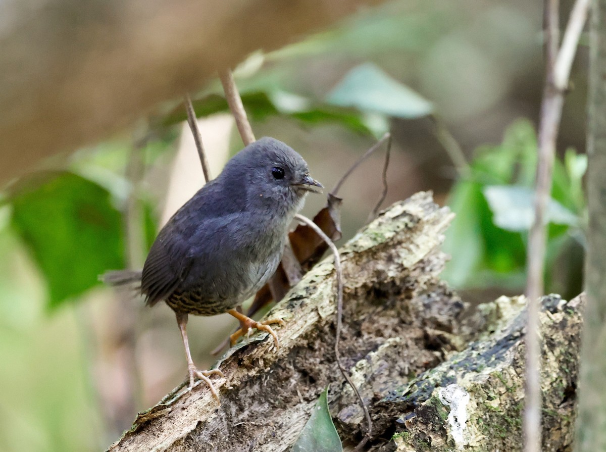 Planalto Tapaculo - ML642776412