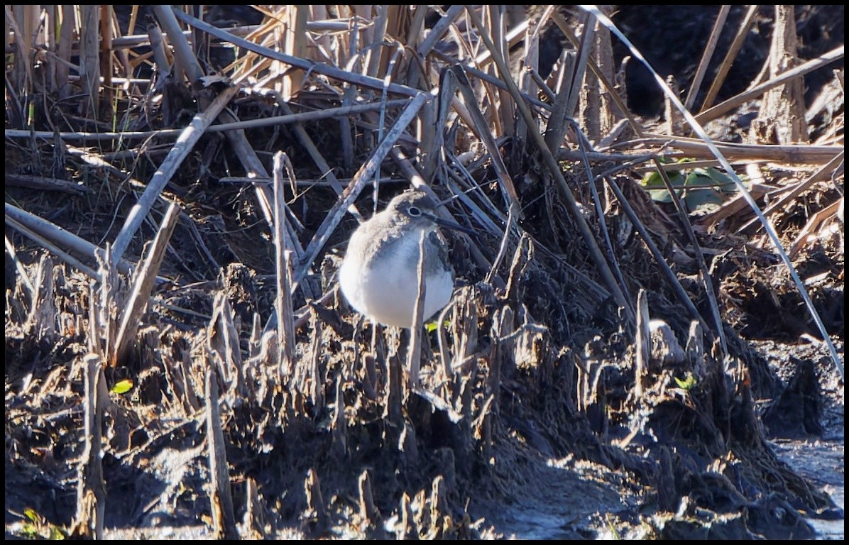 Solitary Sandpiper - ML642776414