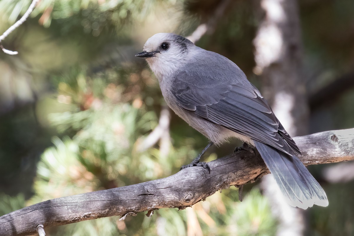 Canada Jay - ML642776421