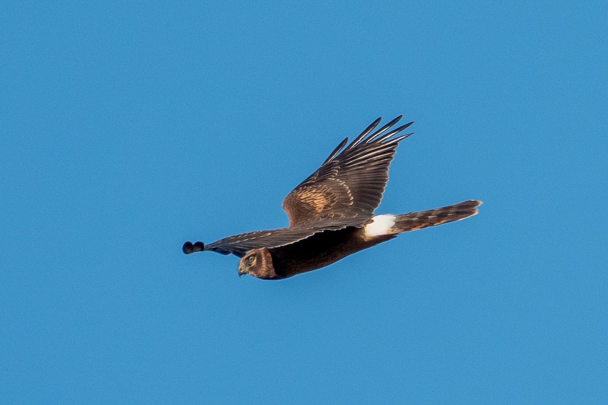 Northern Harrier - ML642776424