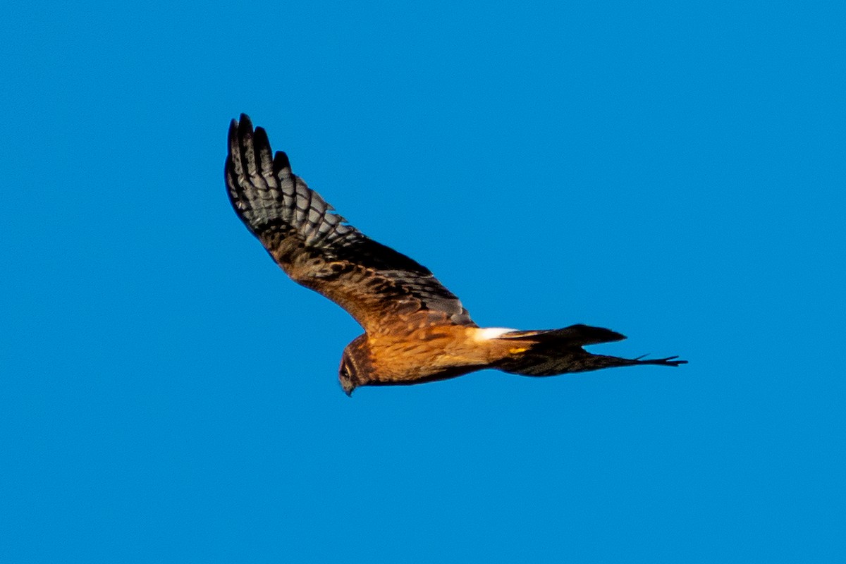 Northern Harrier - ML642776425