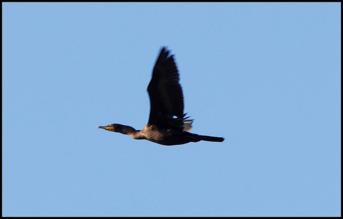 Double-crested Cormorant - ML642776437