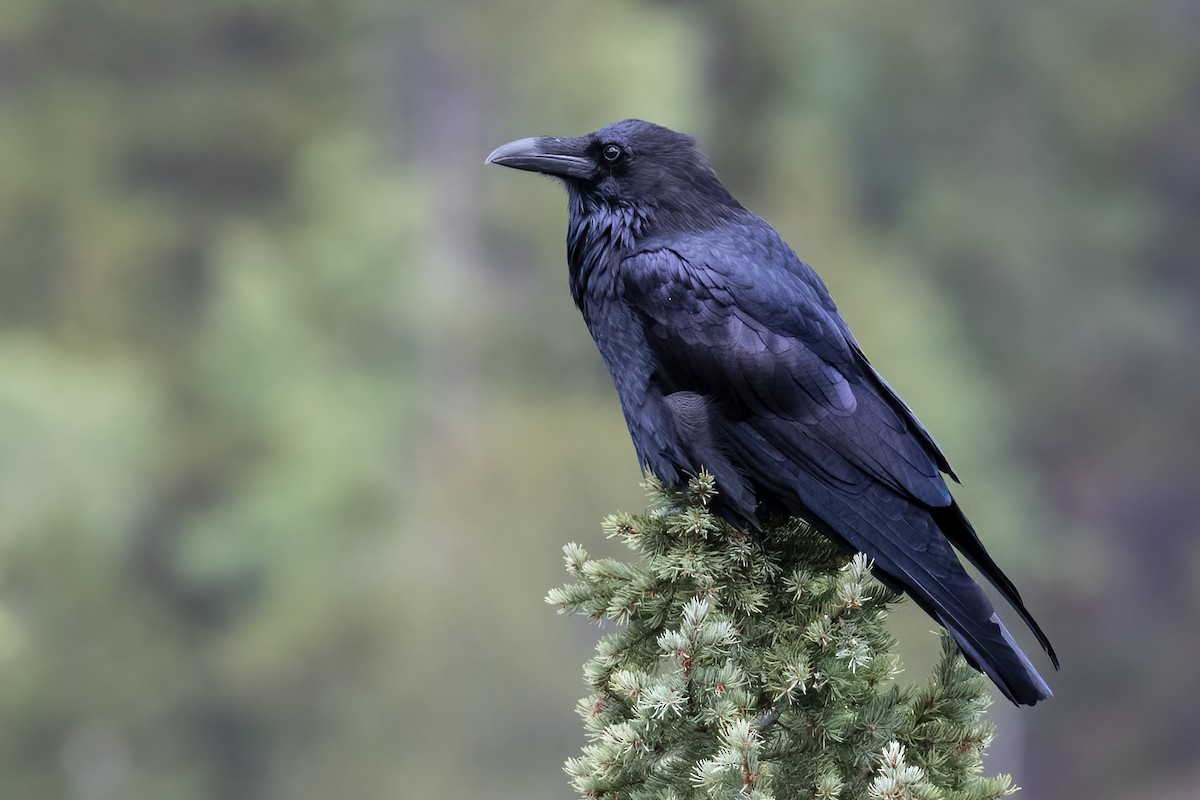 Хон хэрээ - ML642776441