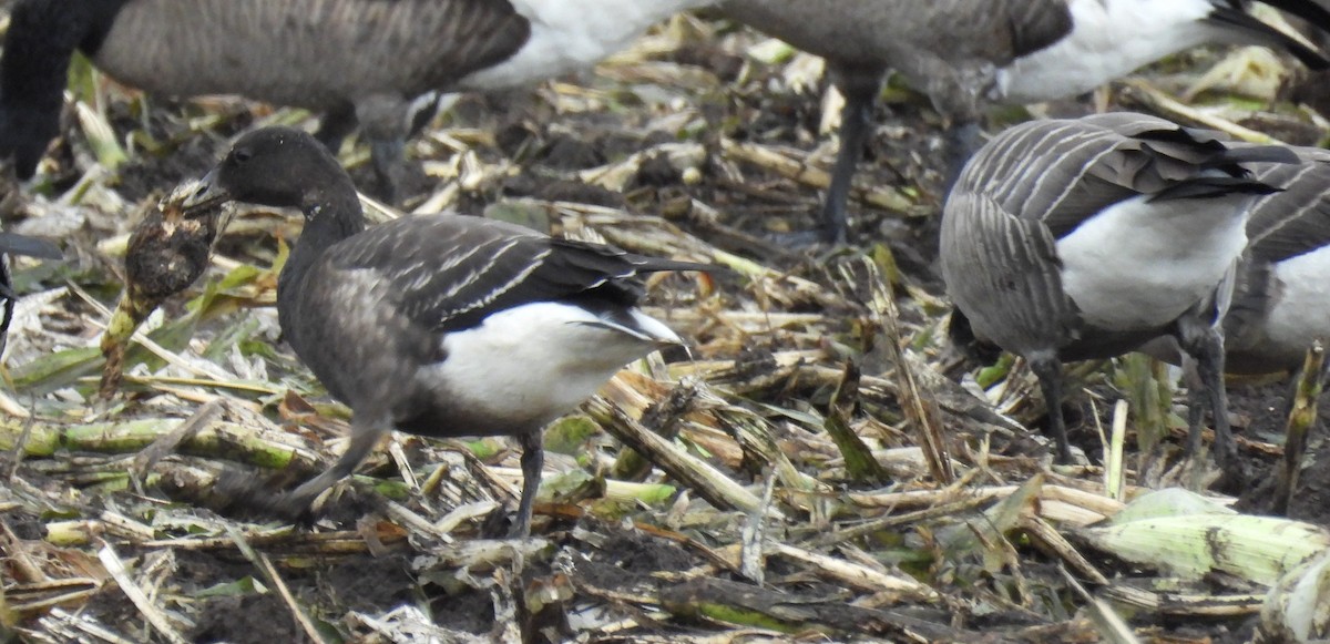 berneška tmavá (ssp. nigricans) - ML642776443