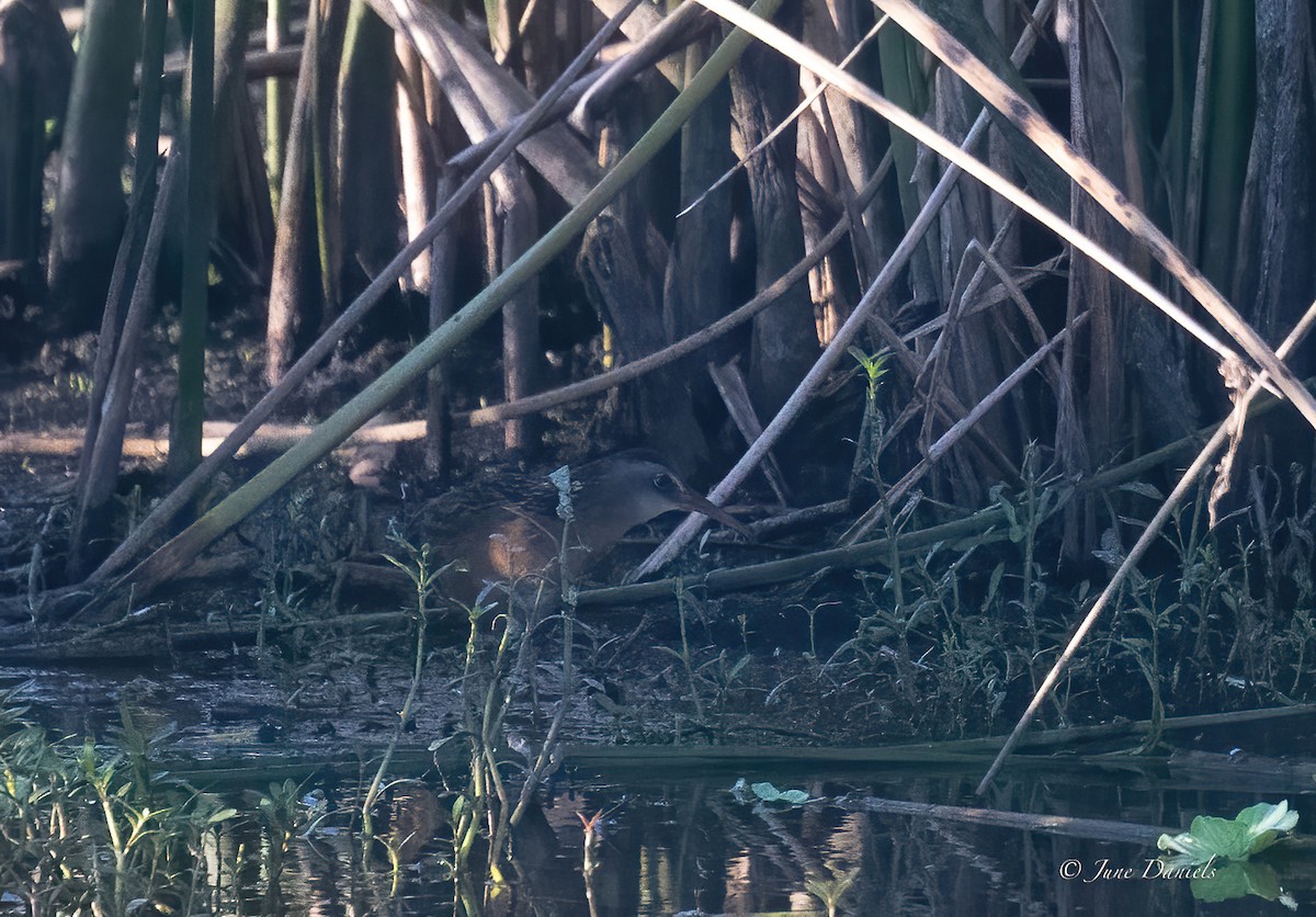 King Rail - ML642776444