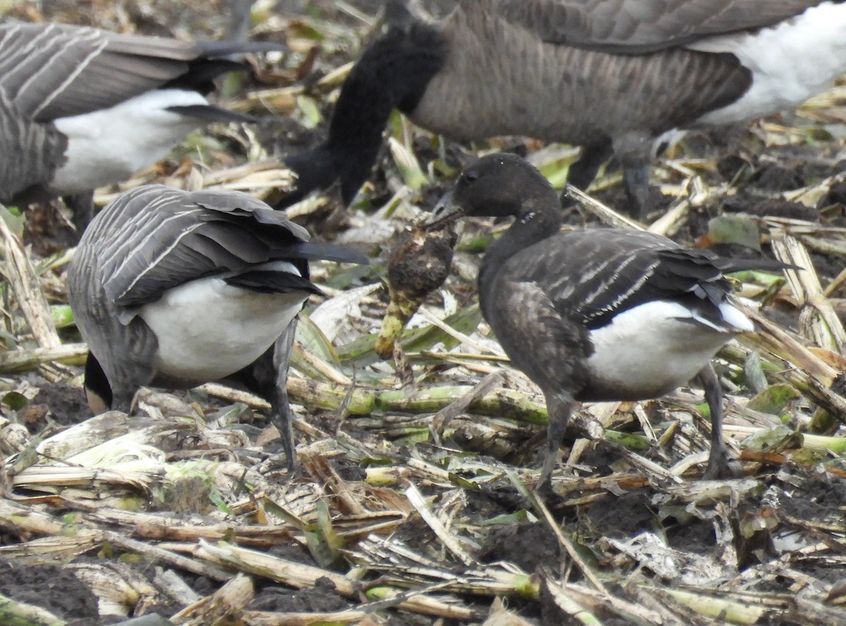 berneška tmavá (ssp. nigricans) - ML642776446