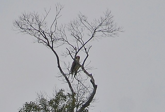 sokolec volavý - ML642776448