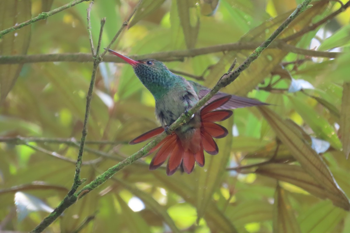 Rufous-tailed Hummingbird - ML642776452