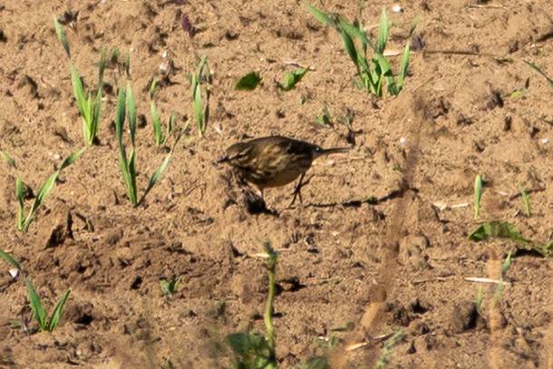 American Pipit - ML642776458