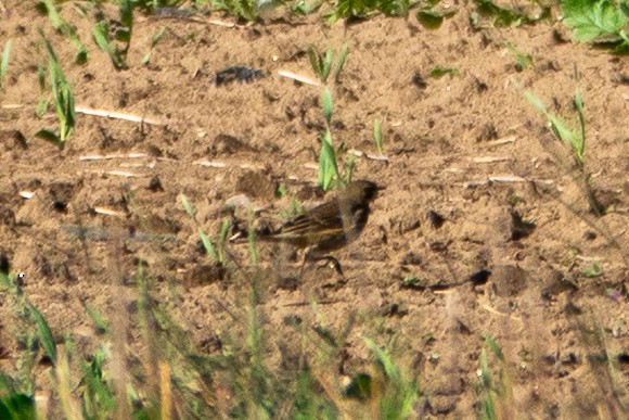 American Pipit - ML642776459