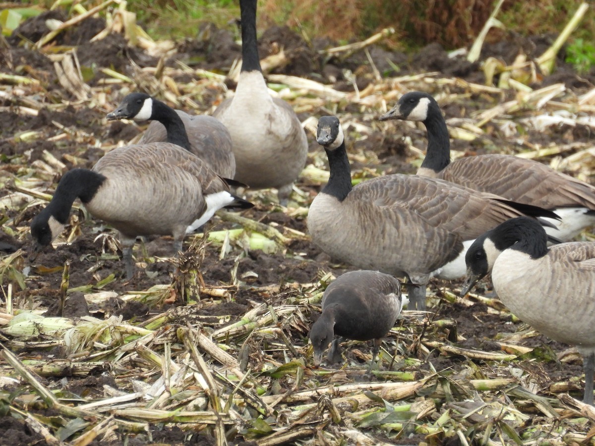 berneška tmavá (ssp. nigricans) - ML642776471