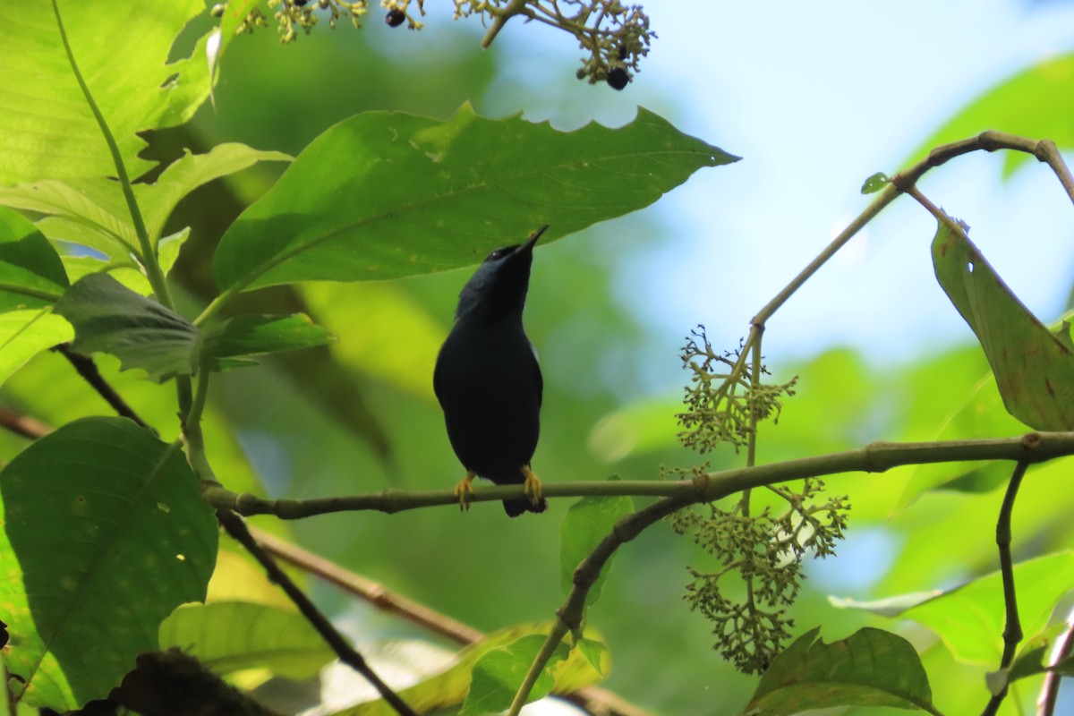 Shining Honeycreeper - ML642776472