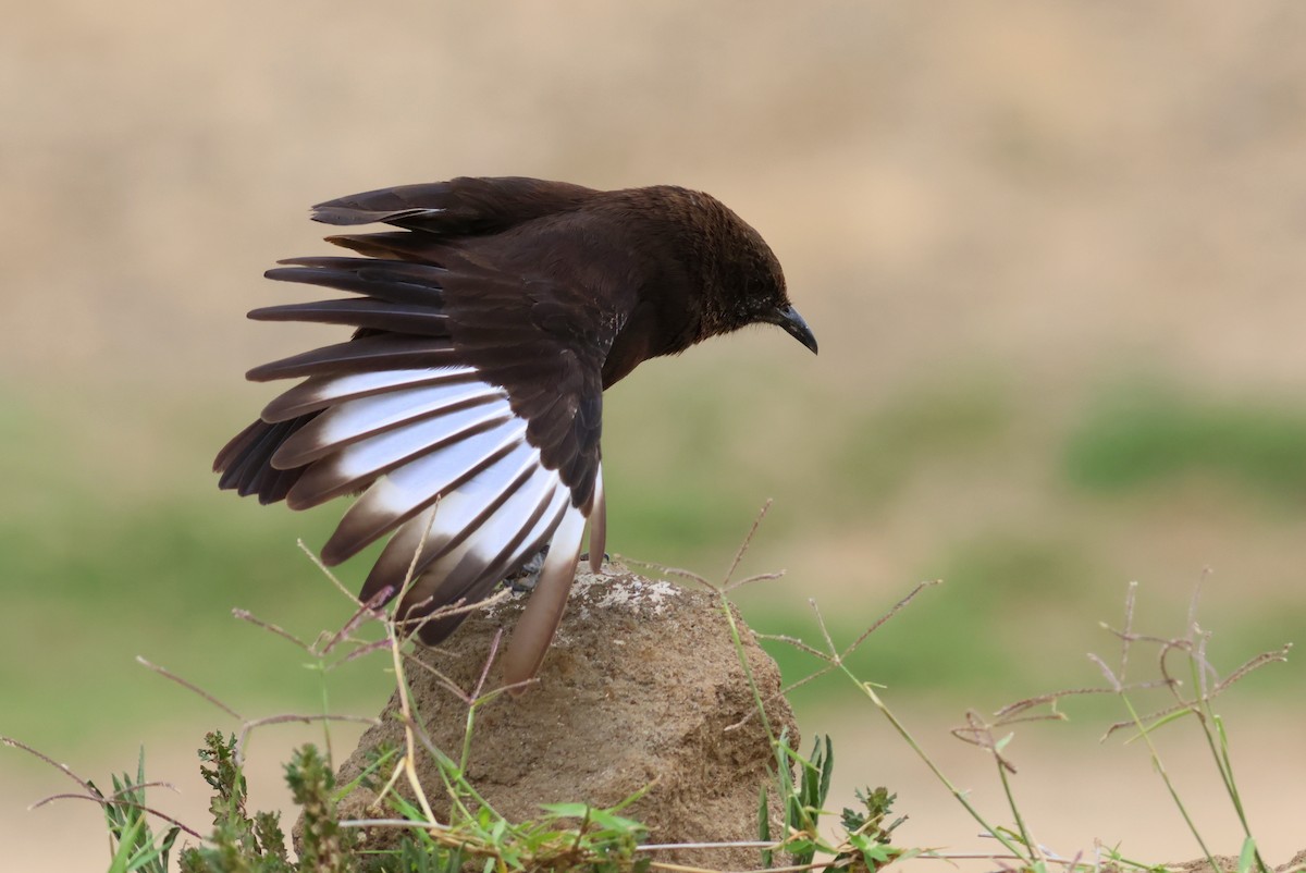 Northern Anteater-Chat - ML642776488