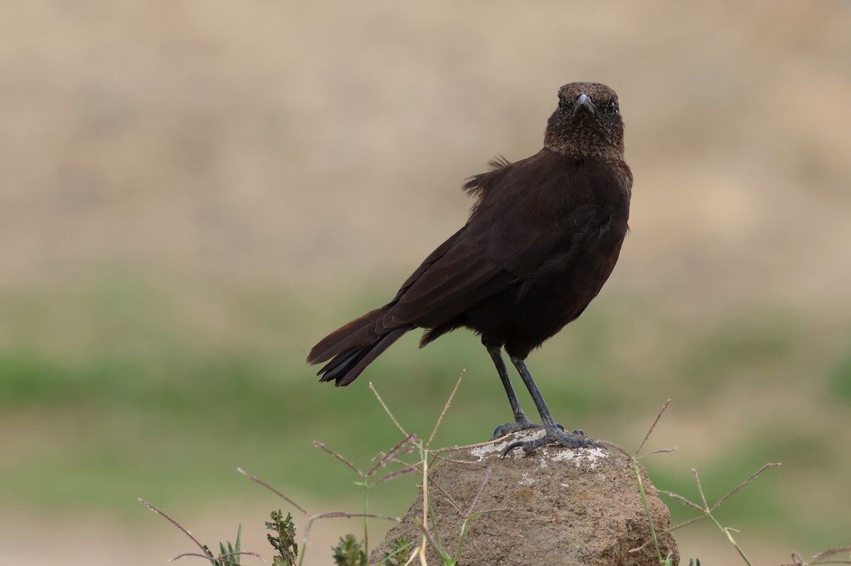 Northern Anteater-Chat - ML642776489