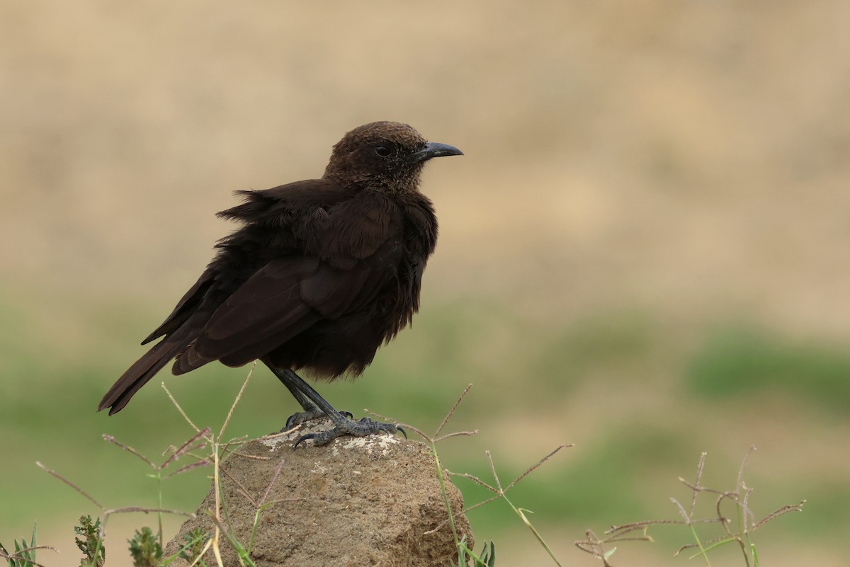 Northern Anteater-Chat - ML642776490