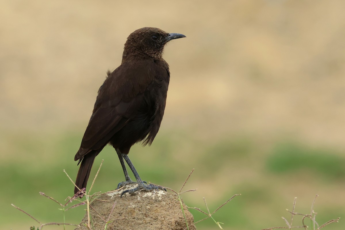 Northern Anteater-Chat - ML642776491
