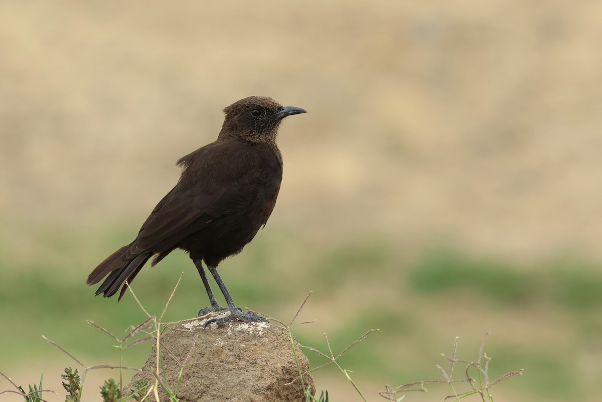 Northern Anteater-Chat - ML642776492