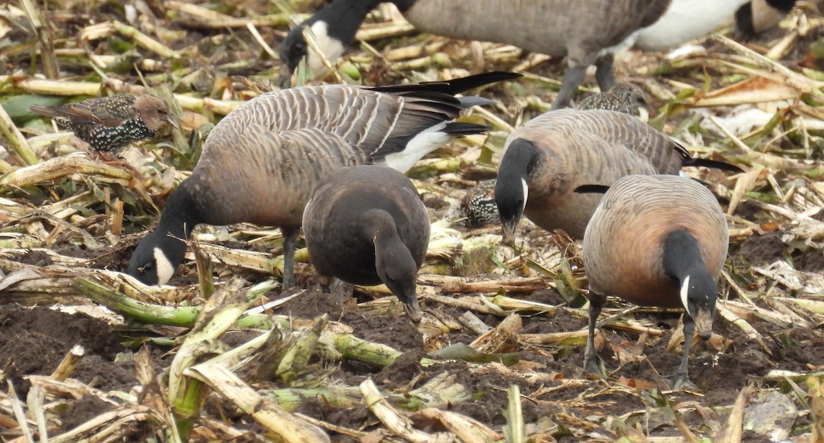 berneška tmavá (ssp. nigricans) - ML642776493