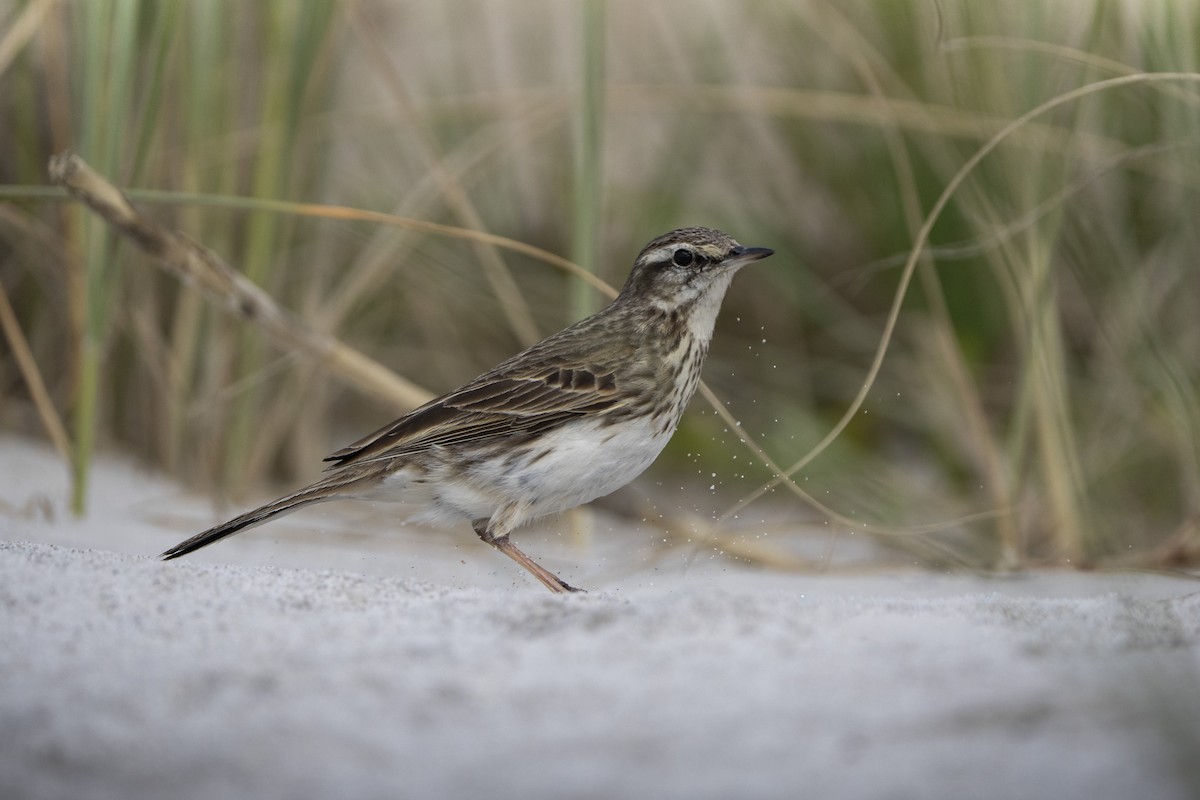 New Zealand Pipit - ML642776494