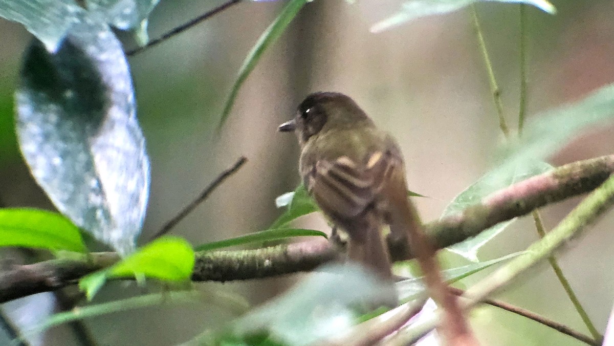 Sepia-capped Flycatcher - ML642776496