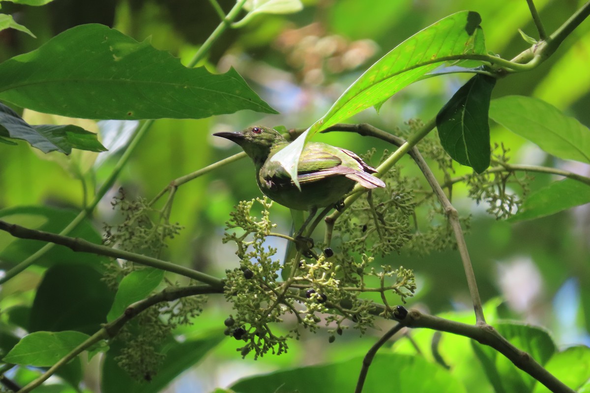 Green Honeycreeper - ML642776502