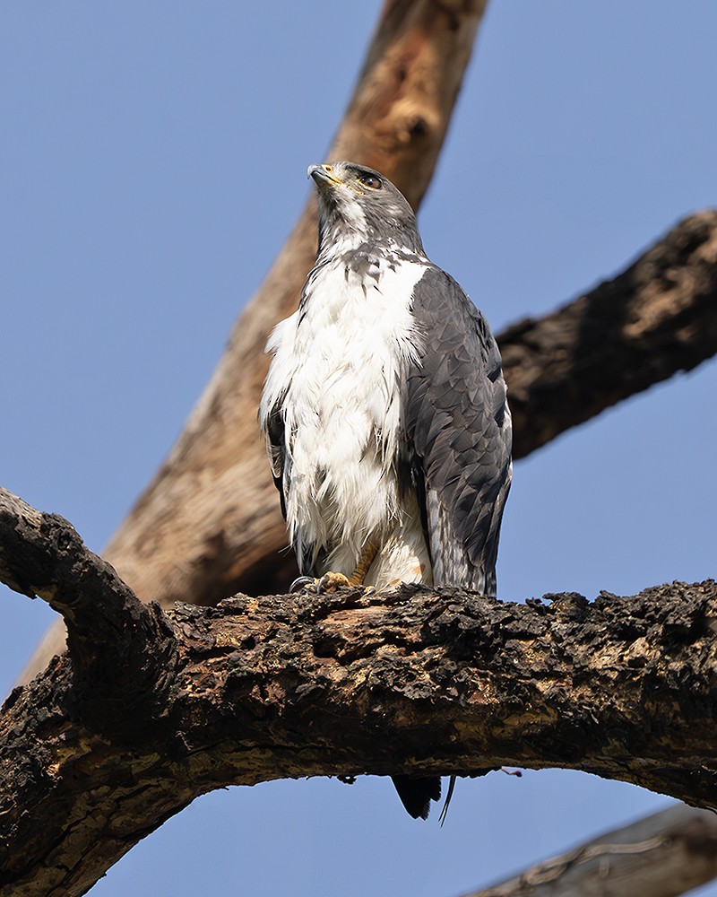 káně černohřbetá (ssp. augur) - ML642776506