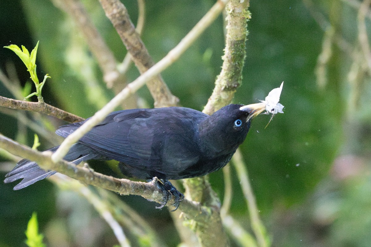 Scarlet-rumped Cacique (Subtropical) - ML642776513