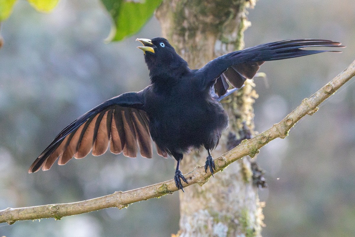 Scarlet-rumped Cacique (Subtropical) - ML642776514