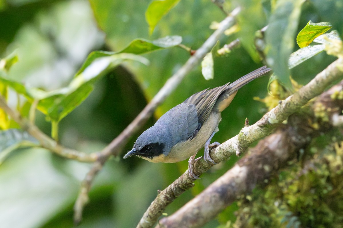 Black-eared Hemispingus - ML642776525
