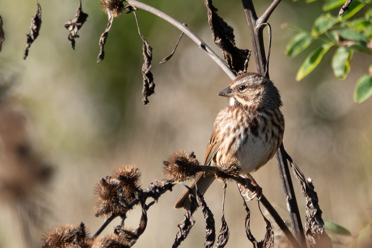 Song Sparrow - ML642776527