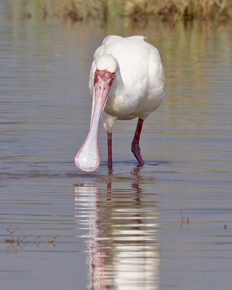 African Spoonbill - ML642776572