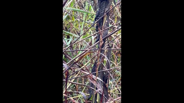 Common Yellowthroat - ML642776573