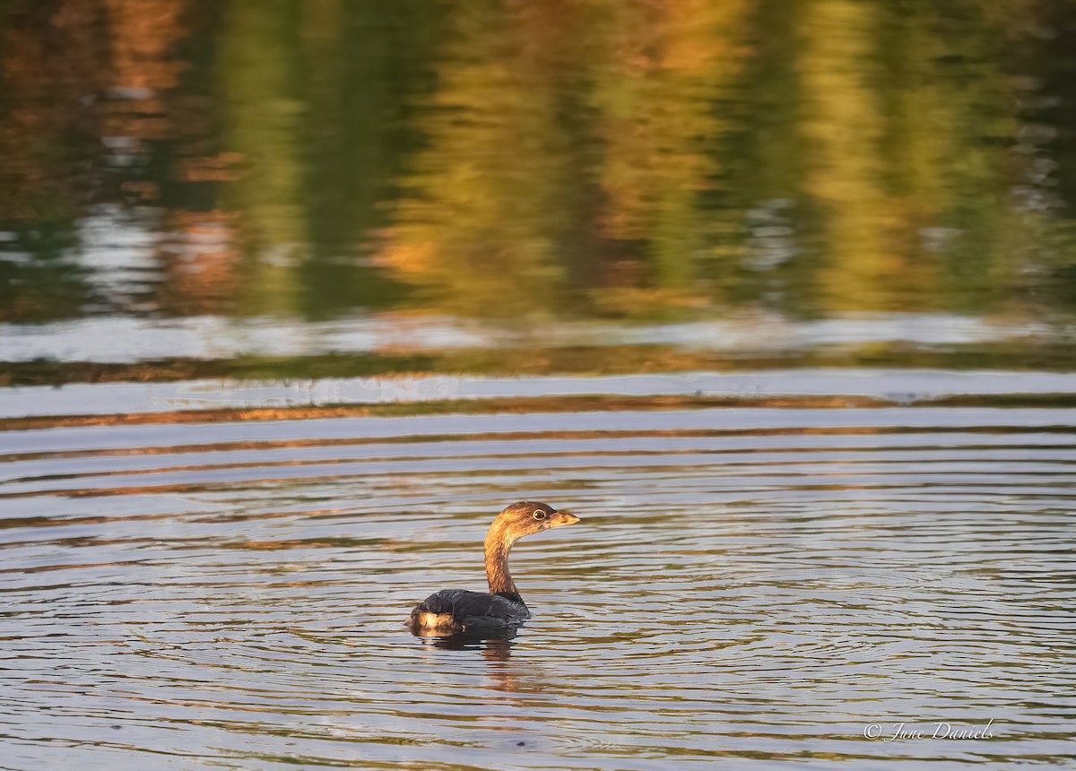 Pied-billed Grebe - ML642776578
