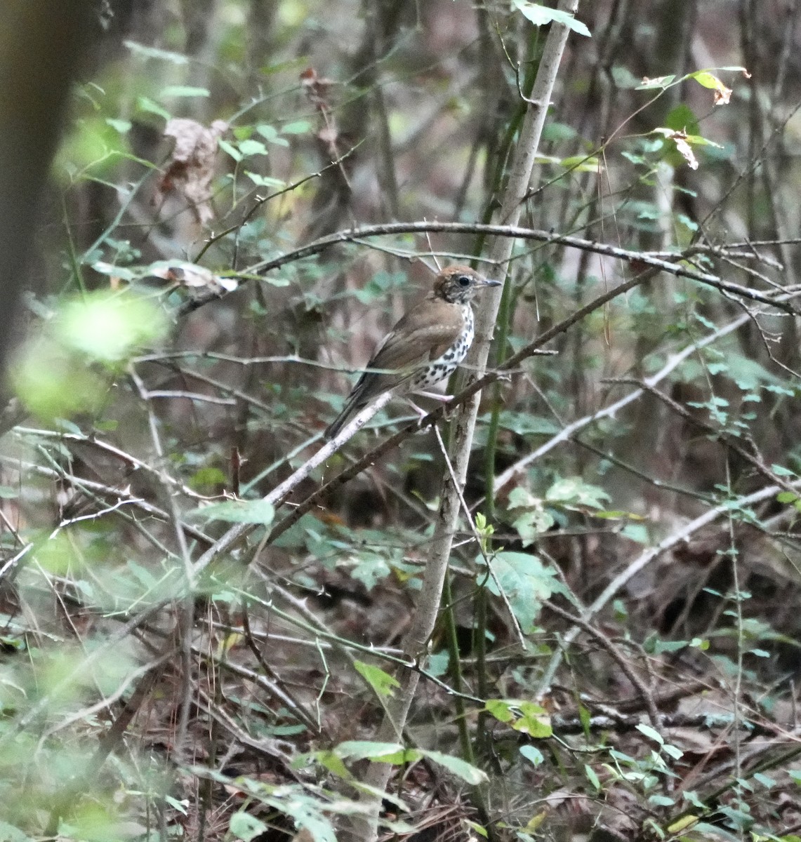 Wood Thrush - ML642776580
