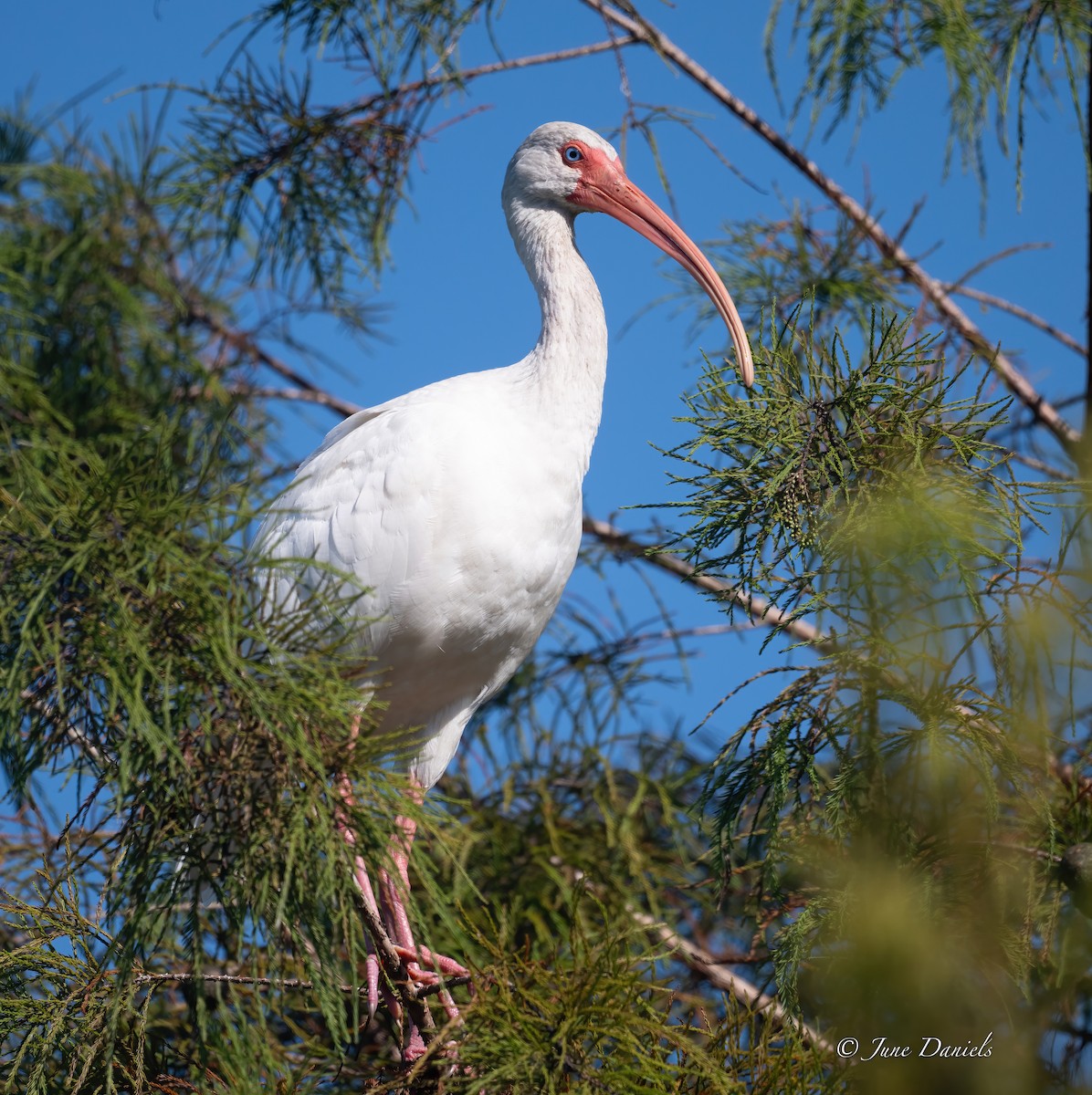 White Ibis - ML642776585