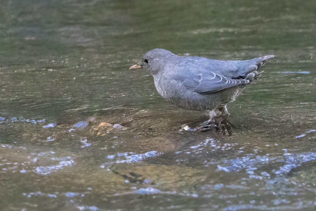 American Dipper - ML642776594