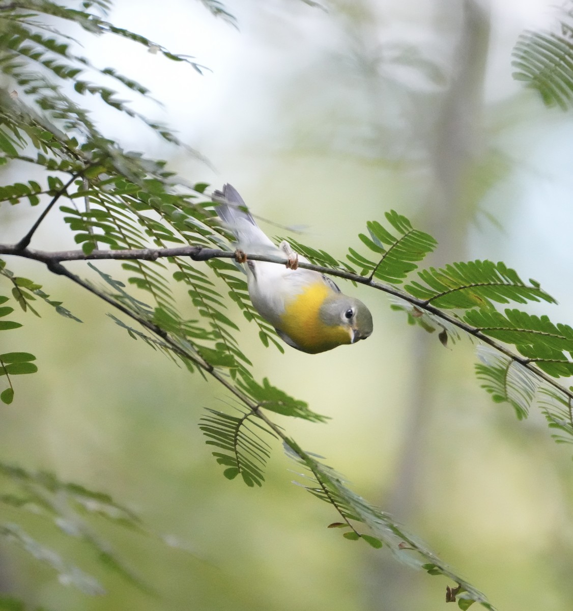 Northern Parula - ML642776597