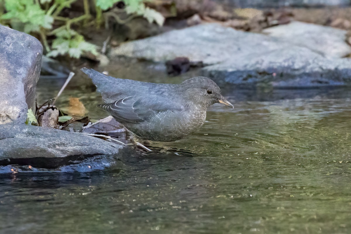 American Dipper - ML642776602