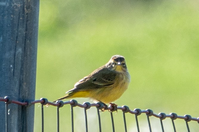 Palm Warbler (Yellow) - ML642776606
